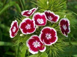 How to collect Dianthus Seeds !! How to Harvest/ Save Dianthus Seeds — Kitchen Home Gardener