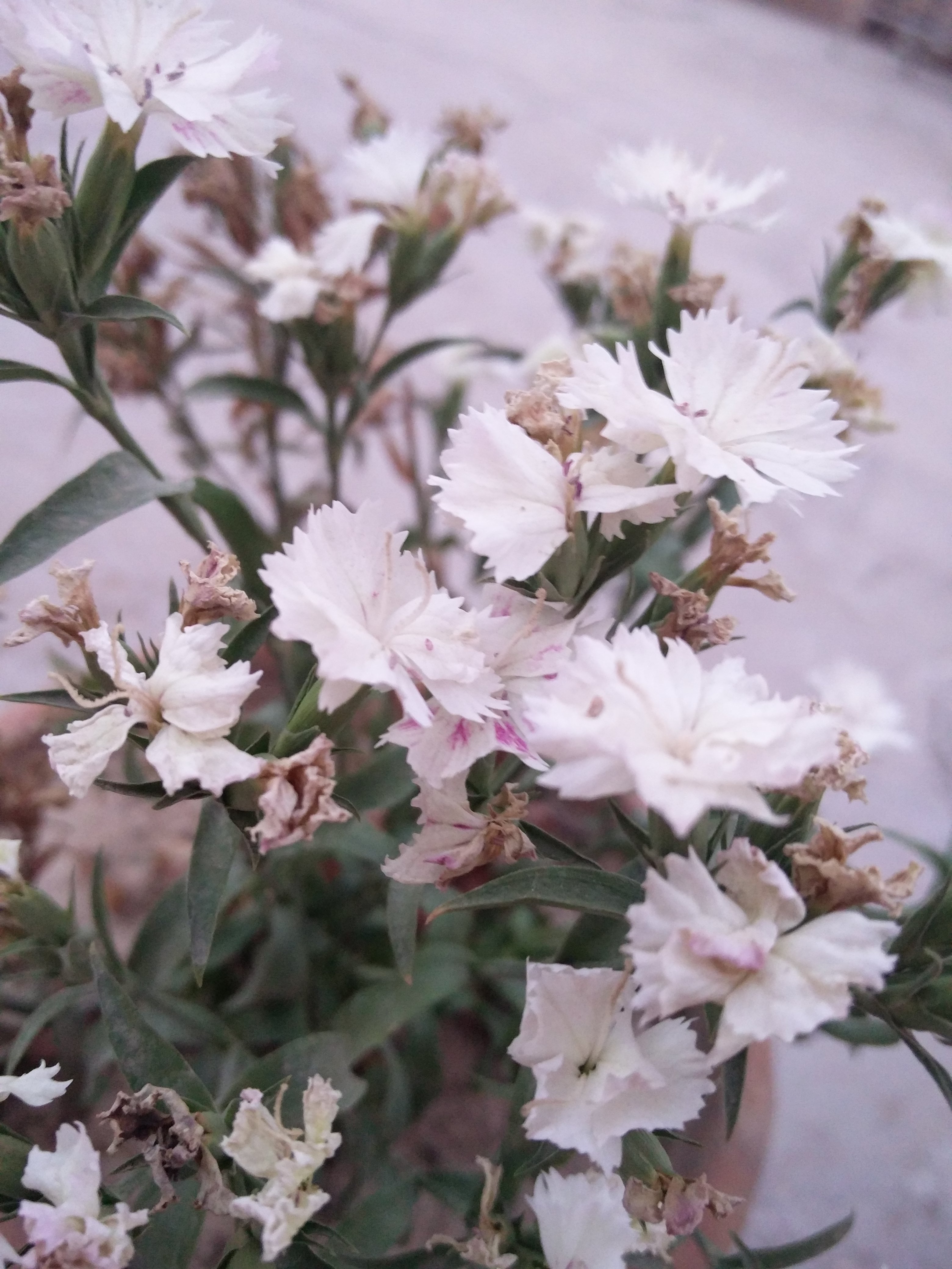 how to collect dianthus seeds