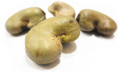 Grow cashew from seed