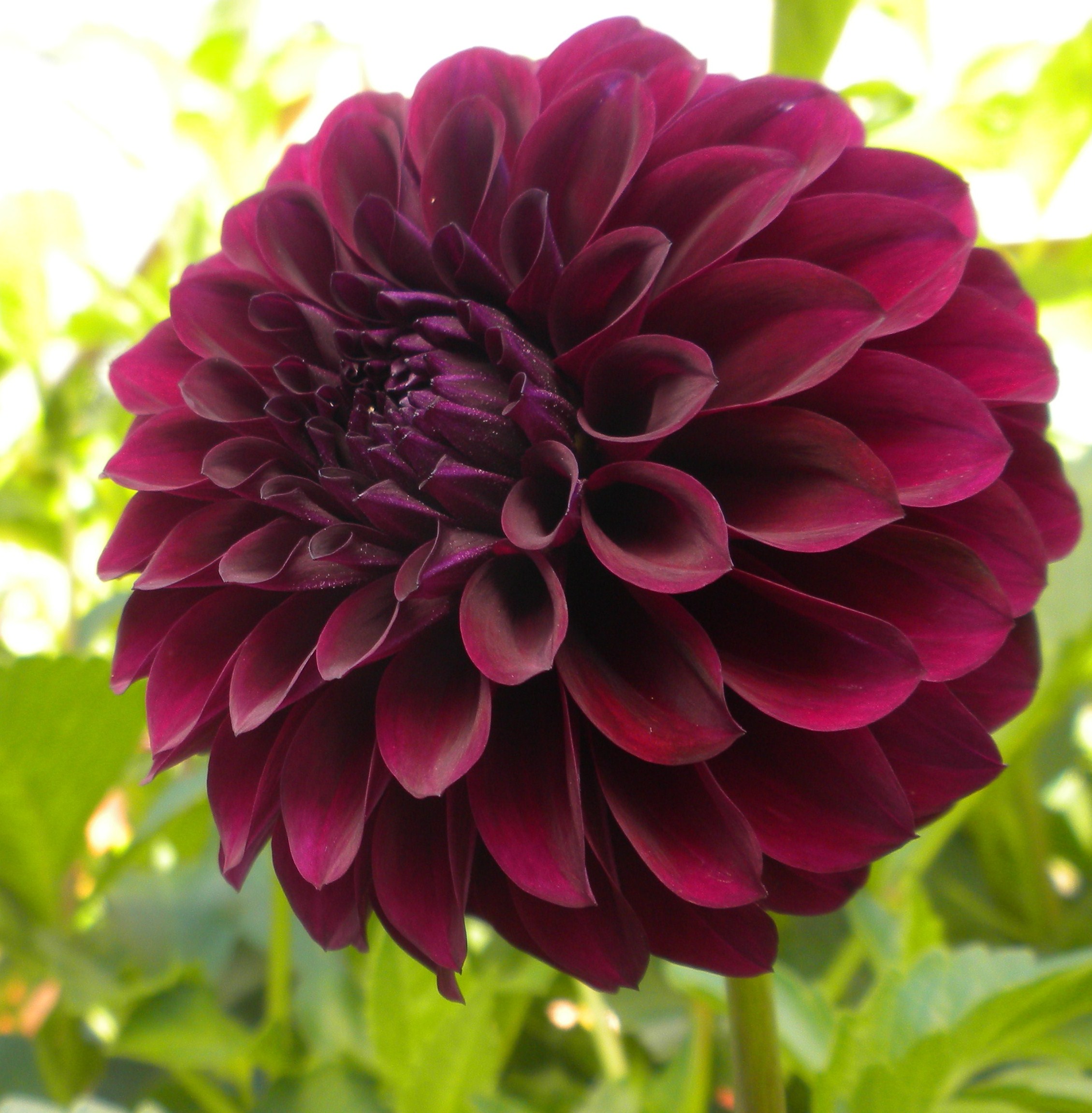 how to care for dahlia