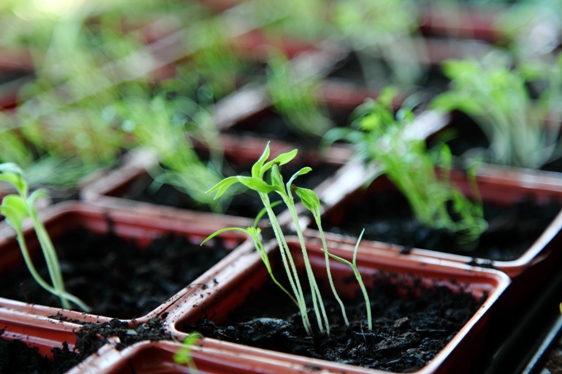 How to harden off seedlings