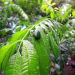 Buying Plants From A Nursery