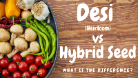 Desi and hybrid