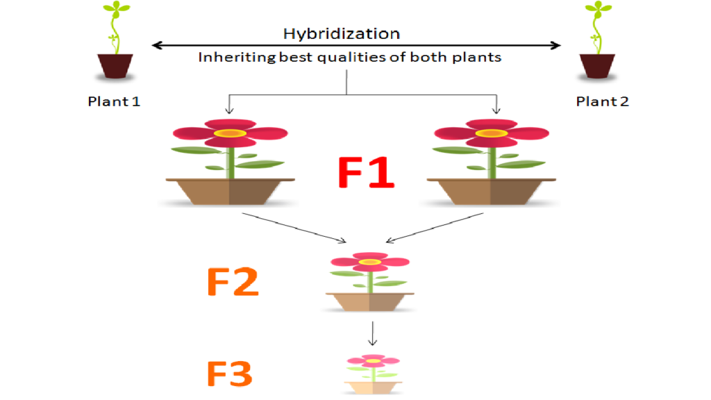 Between F1, F2, Hybrid seeds — Kitchen Home