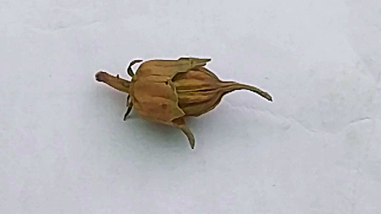 Collect Hibiscus seeds