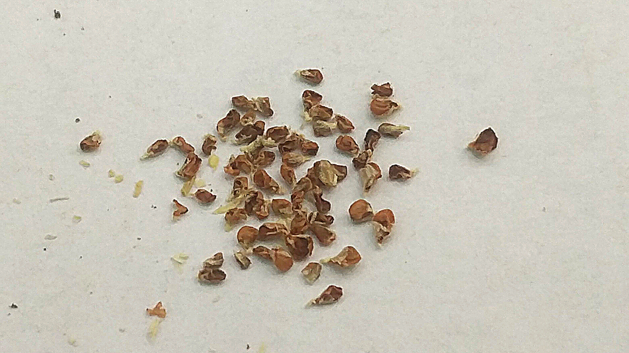 Collect hibiscus seeds