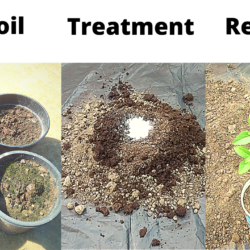 RevitalizeOld Potting Soil