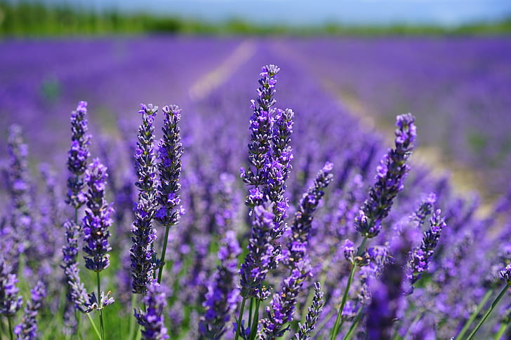 grow lavender from seeds