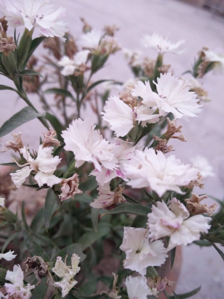 How to collect Dianthus Seeds !! How to Harvest/ Save Dianthus Seeds