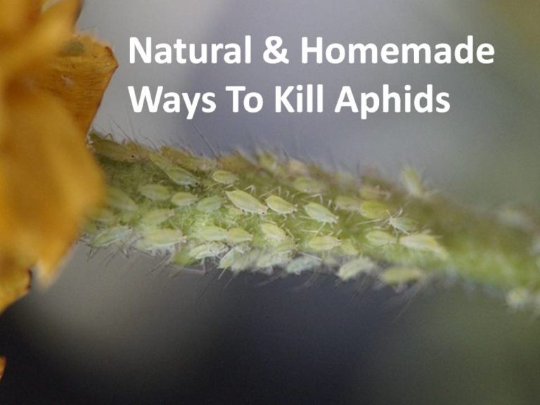 Natural & Homemade Ways To Kill Aphids — Kitchen Home Gardener