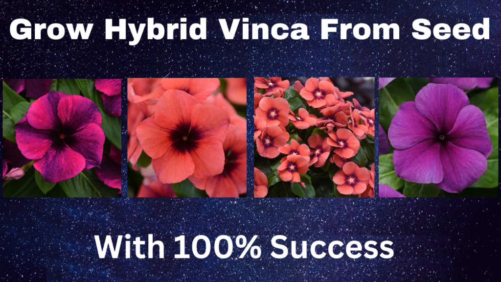 From Seed to Stunning Flowers: Growing Hybrid Vinca in Your Garden ...